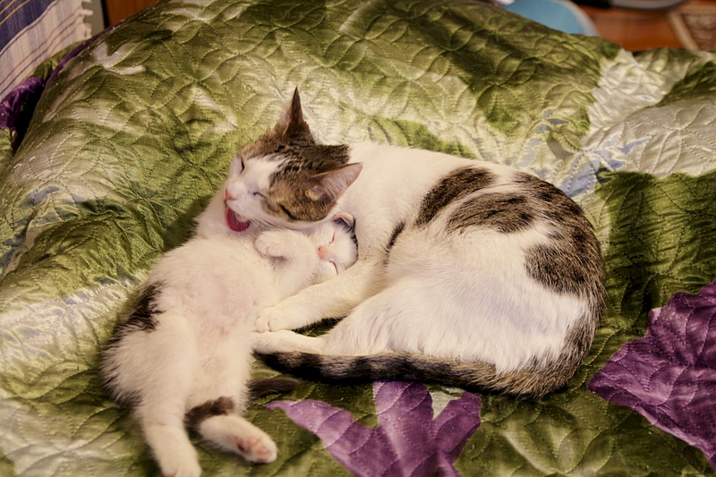 1920 X 1280 964.0 Kb -, 2 .   .