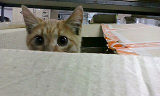 1920 X 1152 315.1 Kb  , , 3-4 ,   