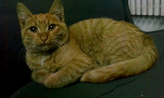 1920 X 1152 304.0 Kb  , , 3-4 ,   