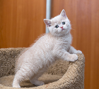 800 X 716 512.1 Kb Питомник'Gem Sweet'.Любимые британские ПЛЮШКИ.Британские котята: белые, голубые