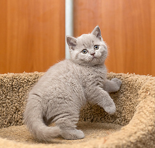 800 X 764 551.7 Kb 800 X 704 506.0 Kb Питомник'Gem Sweet'.Любимые британские ПЛЮШКИ.Британские котята: белые, голубые