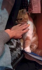 483 X 807  50.1 Kb ЭКЗОТИКИ! Любимые мордахи...Милости просим ВСЕХ экзотов и персов показать СЕБЯ!