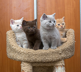 800 X 714 593.4 Kb 601 X 530 393.4 Kb Питомник'Gem Sweet'.Любимые британские ПЛЮШКИ.Британские котята: белые, голубые