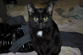 604 X 404 39.1 Kb кошка Фрося в поисках друга