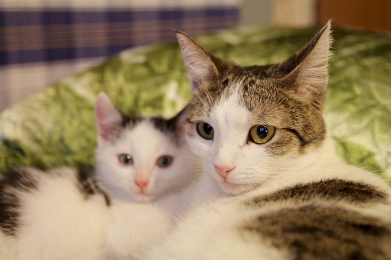 1920 X 1280 647.6 Kb  ,    .