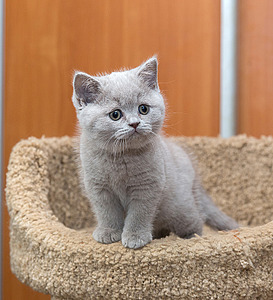 728 X 800 515.6 Kb Питомник'Gem Sweet'.Любимые британские ПЛЮШКИ.Британские котята: белые, голубые