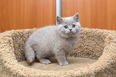 800 X 533 437.0 Kb 728 X 800 515.6 Kb Питомник'Gem Sweet'.Любимые британские ПЛЮШКИ.Британские котята: белые, голубые
