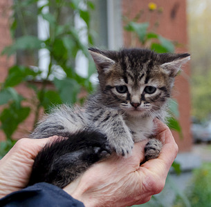 1920 X 1887 293.1 Kb      .