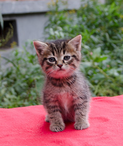 1683 X 2000 257.2 Kb      .