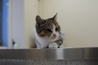 320 x 214 Кошечка Шаня ищет дом