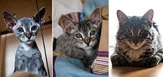 811 X 381 74.3 Kb Куплю котенка (сфинкса: донской петербургский или канадский!)