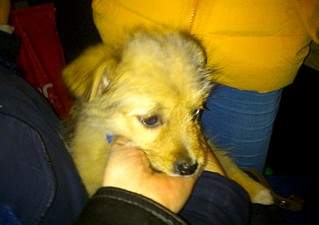 1597 X 1125 249.6 Kb ��������� ���� ������ ���� ���. �����.