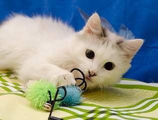 807 X 613 77.7 Kb котик чудного окраса с голубыми глазами в добрые руки