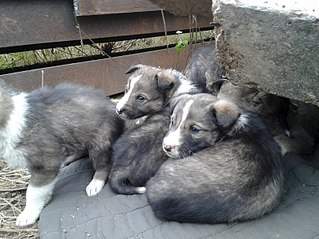 807 X 605 112.0 Kb 807 X 605 134.1 Kb SOS   