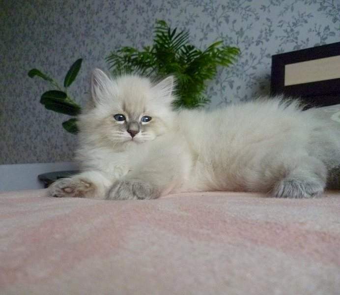 960 X 832  98.9 Kb Питомник невских маскарадных кошек 'Страна Сибирия'. СКАЗОЧНЫЕ КОТЯТА ДЛЯ ВАС :)