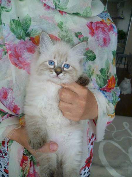 720 X 960  63.8 Kb 720 X 960  93.3 Kb 960 X 832  98.9 Kb Питомник невских маскарадных кошек 'Страна Сибирия'. СКАЗОЧНЫЕ КОТЯТА ДЛЯ ВАС :)