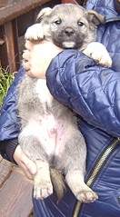 590 X 1070 171.0 Kb SOS   ,     