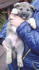 601 X 1068 177.6 Kb 689 X 1106 188.5 Kb 590 X 1070 171.0 Kb SOS   ,     