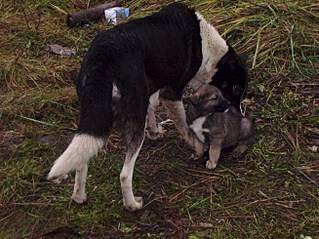 1306 X 979 361.4 Kb 806 X 1271 220.1 Kb 601 X 1068 177.6 Kb 689 X 1106 188.5 Kb 590 X 1070 171.0 Kb SOS   ,     