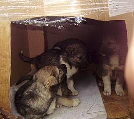 689 X 612 130.7 Kb 734 X 979 245.5 Kb SOS   ,     