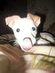 453 X 604  53.6 Kb    !  ,  ...