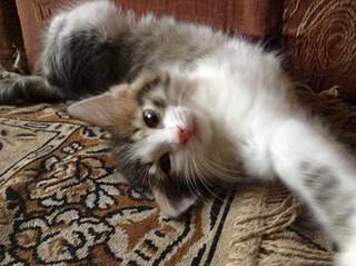 1920 X 1434 724.6 Kb Умненькие котята в добрые руки.