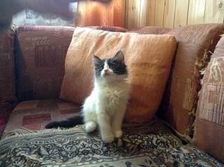 1920 X 1434 763.9 Kb 1920 X 1434 724.6 Kb Умненькие котята в добрые руки.