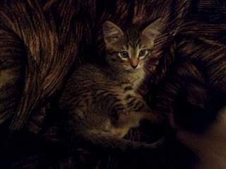 1920 X 1434 576.7 Kb 1920 X 1434 763.9 Kb 1920 X 1434 724.6 Kb Умненькие котята в добрые руки.