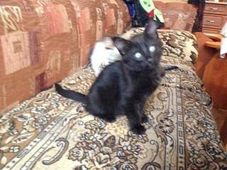 1920 X 1434 871.5 Kb 1920 X 1434 576.7 Kb 1920 X 1434 763.9 Kb 1920 X 1434 724.6 Kb Умненькие котята в добрые руки.