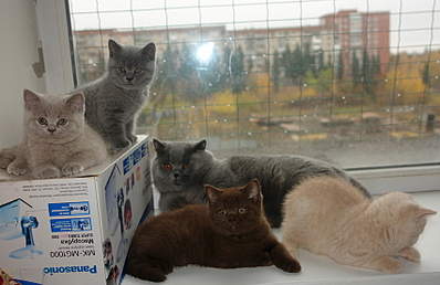 851 X 551 213.0 Kb 940 X 594 299.6 Kb Питомник'Gem Sweet'.Любимые британские ПЛЮШКИ.Британские котята: белые, голубые