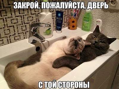 600 X 450 65.3 Kb Улыбнемся?