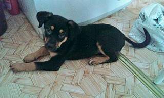 1920 X 1152 922.7 Kb 1536 X 2048 619.9 Kb     