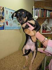 1536 X 2048 579.3 Kb 1920 X 1152 922.7 Kb 1536 X 2048 619.9 Kb     