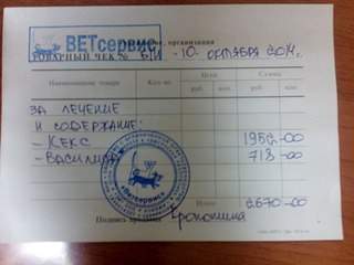 604 X 453 38.8 Kb Кошки в стационаре Ветсервиса. Нужна материальная помощь!