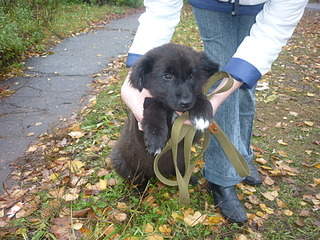 1920 X 1440 952.3 Kb Как черный медвежонок (щенок)