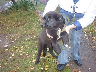 1920 X 1440 379.4 Kb 1920 X 1440 952.3 Kb Как черный медвежонок (щенок)