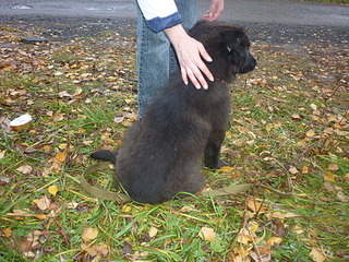 1920 X 1440 507.2 Kb 1920 X 1440 460.0 Kb Как черный медвежонок (щенок)