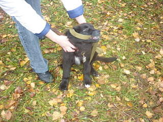 1920 X 1440 421.7 Kb 1920 X 1440 577.6 Kb Как черный медвежонок (щенок)