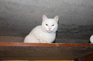 1920 X 1280 457.3 Kb Два котенка и мать