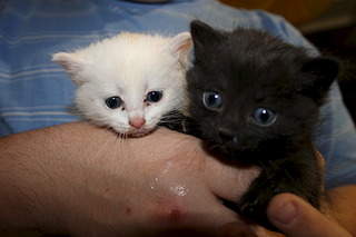 1920 X 1280 392.0 Kb Два котенка и мать