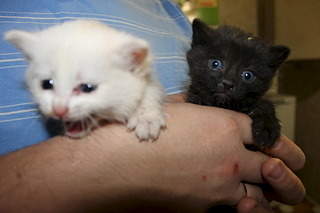 1920 X 1280 333.7 Kb    