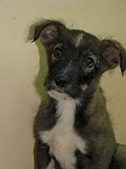 1920 X 2560 887.7 Kb Очередной подкидыш щенок спасен и ищет дом