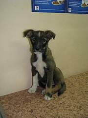 1920 X 2560 872.0 Kb Очередной подкидыш щенок спасен и ищет дом