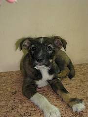 1920 X 2560 896.8 Kb 1920 X 2560 872.0 Kb Очередной подкидыш щенок спасен и ищет дом