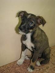 1920 X 2560 844.5 Kb Очередной подкидыш щенок спасен и ищет дом