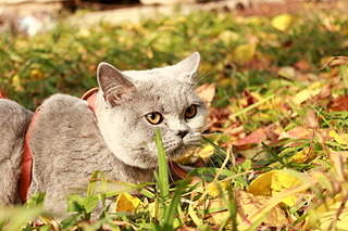 1920 X 1280 631.3 Kb 1024 X 683 274.7 Kb   