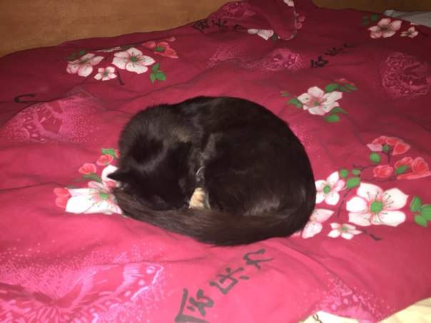 604 x 453 453 X 604 41.8 Kb   -  .