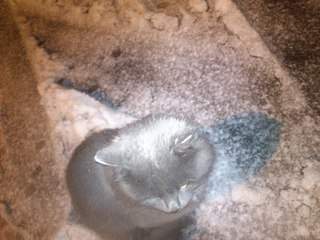 1920 X 1440 335.1 Kb 1920 X 1440 260.6 Kb заберите шикарного котика