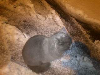 1920 X 1440 396.4 Kb   