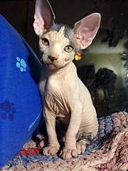 1920 X 2560 398.5 Kb ^~^ КАНАДСКИЙ СФИНКС! ^~^ У нас есть КОТЯТА! ✳️